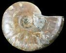 Flashy Red Iridescent Ammonite - Wide #45794-1